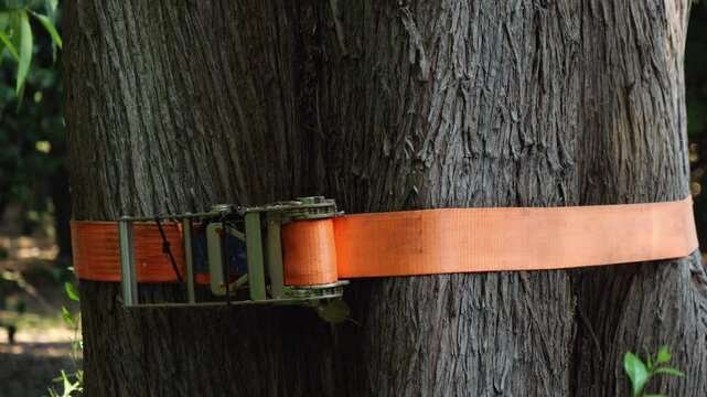 Detailed close-up of a rough tree trunk wrapped with a bright orange ratchet strap. The metal ratchet mechanism is visible on the left side of the tree. Filmed in Athens National Garden 
