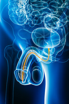 X-ray anterior or front view of human urethra 3D rendering illustration with body contours. Anatomy, organ of male urinary system, medical, biology, healthcare concepts.
