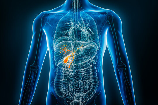 X-ray anterior or front view of human gallbladder 3D rendering illustration with male body contours. Anatomy, organ of digestive system, medical, biology, science, healthcare concepts.