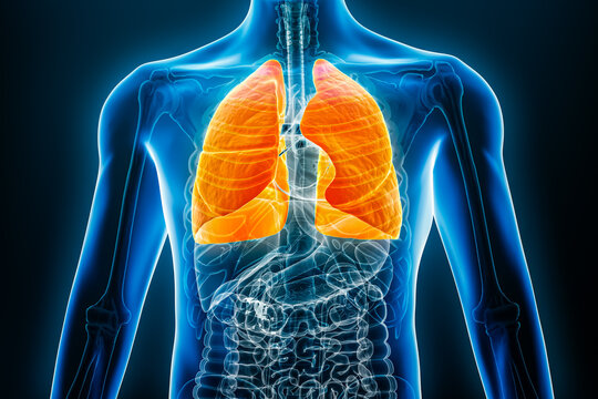 X-ray anterior or front view of human lungs 3D rendering illustration with male body contours. Anatomy, organ of respiratory system, medical, biology, science, healthcare concepts.