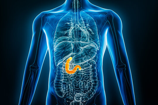 X-ray anterior or front view of human duodenum 3D rendering illustration with male body contours. Anatomy, organ of digestive system, medical, biology, science, healthcare concepts.