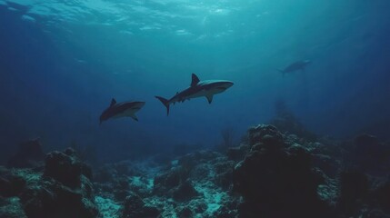 Fototapeta premium Underwater Realm: Majestic Sharks Glide Through the Deep Blue Sea with Grace