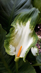 Trek à Madère 2025 - Jour 12 (gros plan sur une Zantedeschia aethiopica « Green Goddess »)