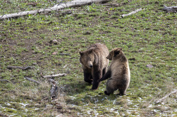 Grizzly Bear Sow and Cub Playing in Springtime in Yellowstone National Park Wyoming