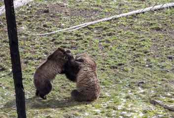 Grizzly Bear Sow and Cub Playing in Springtime in Yellowstone National Park Wyoming