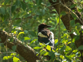 A common magpie with its characteristic black and white plumage perches on a tree branch, partially obscured by vibrant green leaves, looking over its shoulder.