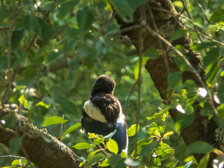 A common magpie with its back to the viewer, nestled amidst the dense green foliage and branches of a sun-dappled tree.