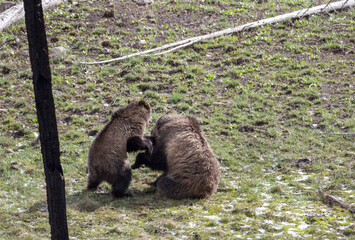 Grizzly Bear Sow and Cub Playing in Springtime in Yellowstone National Park Wyoming