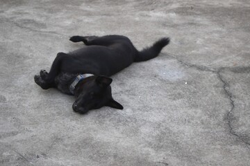 Adopted black dog lying on its side in relaxed posture on grey concrete