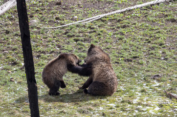 Grizzly Bear Sow and Cub Playing in Springtime in Yellowstone National Park Wyoming