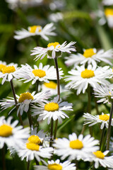 daisies in a garden
