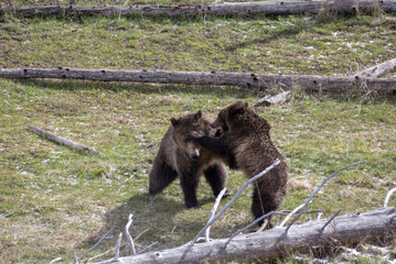 Grizzly Bear Sow and Cub Playing in Springtime in Yellowstone National Park Wyoming