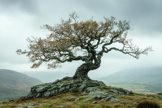 Ancient, windswept tree clings to rocky outcrop overlooking misty valley, a scene of serene resilience. - Powered by Adobe