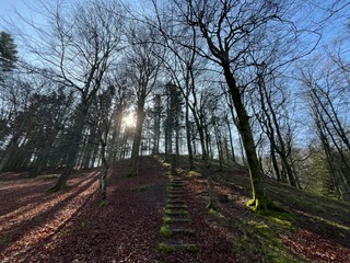 Naklejka premium footpath in the woods