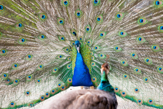 Peacock courtship behavior. The male bird is looking at a peahen and showing his colorful feathers to impress the female bird. Mating season of the common peafowl.