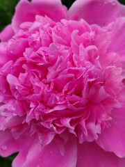 hot pink peony flower close up, natural background
