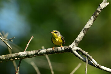 Fototapeta premium A female or juvenile Canada Warbler sits on a branch in the forest