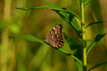Northern Pearly-eye butterfly on a leaf
