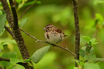 Song sparrow sits perched on a branch in a forest