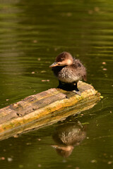 A baby Hooded Merganser ducking sits perched on a floating piece of drift wood