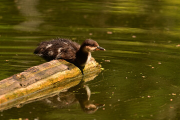 A baby Hooded Merganser ducking sits perched on a floating piece of drift wood