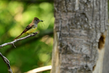 A Great Crested Flycatcher sits perched outside the opening to is nest with a dragonfly in ist beak