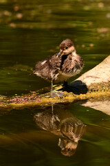 A baby Hooded Merganser ducking sits perched on a floating piece of drift wood