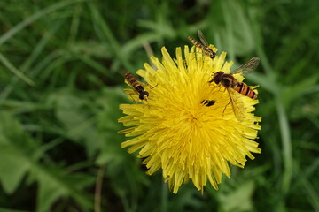 Kwiat mniszka lekarskiego z owadami zbierającymi pyłek kwiatowy © tomo81