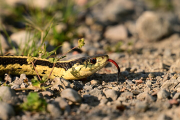 A garden snake with its tongue out slithers along a country road