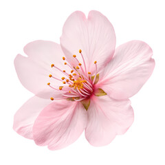 Delicate Pink Cherry Blossom: A Stunning Close-Up