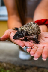 Baby hedgehog - Baby Igel