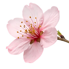 Peach Blossom: Delicate Pink Flower Bloom Close-Up Photography