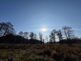 sunrise in the forest