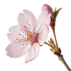 Pink Cherry Blossom Flower: Spring Bloom Close-up Photography