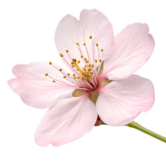 Pink Blossom: Stunning Almond Flower Close-up Photography for Websites and Designs