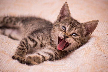 Obraz premium portrait of a tabby cat