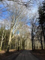 Fototapeta premium road through the forest