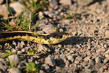 A garden snake slithers along a country road