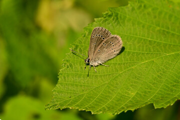 A tiny Silvery Blue Butterfly resting on a green leaf 