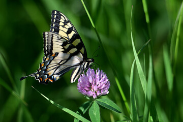 Giant Yellow Swallowtail butterflyon a wild purple clover flower