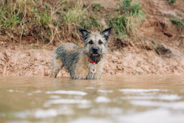 a wet funny dog stands in the water near the shore and cannot start swimming, she is afraid 