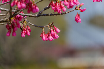 寒緋桜のつぼみがふくらむ春の枝先