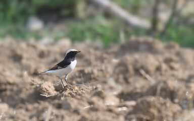 Variable Wheatear Oenanthe picata striking black-white songbird Pakistan arid deserts cultivated areas insectivorous photogenic bird wildlife conservation nature photography