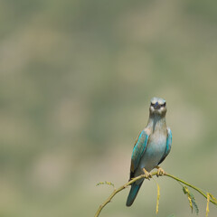 European Roller or Eurasian Roller Coracias garrulus

Stunning azure and chestnut plumage, aerial acrobatics courtship displays. Open woodland, grasslands, Breeds in Eurasia and winters in Africa