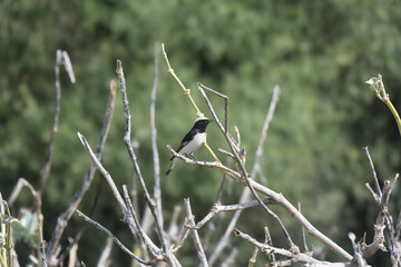 Variable Wheatear Oenanthe picata striking black-white songbird Pakistan arid deserts cultivated...
