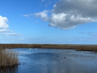 clouds over the lake with swans and ducks
