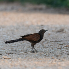Greater Coucal Centropus sinensis
In Pakistan, found throughout the plains. Its booming call is...