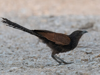 Greater Coucal Centropus sinensis
In Pakistan, found throughout the plains. Its booming call is...