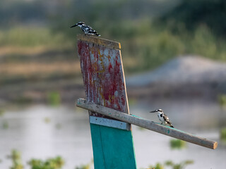 Pied Kingfisher Ceryle rudis couple pair on old wooden boat

Hovers in the air to look for fish to...