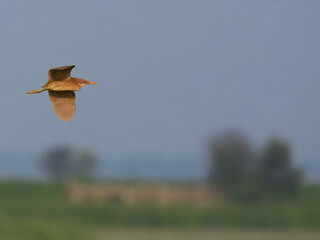 Cinnamon Bittern Ixobrychus cinnamomeus chestnut heron Pakistan wetlands stealthy reed hunter...